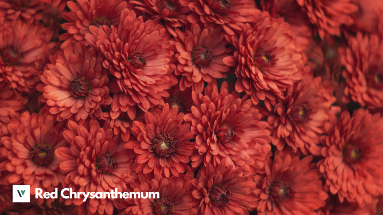 Red Chrysanthemum