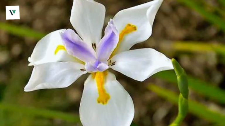 Dietes Grandiflora